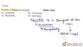 Conidia of Albugo are arranged [upl. by Siulesoj]