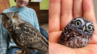 OWL BIRDS🦉 A Funny Owls And Cute Owls Videos Compilation 2021 007  Funny Pets Life [upl. by Halie]