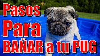 Pasos para bañar a tu Pug [upl. by Ortensia]