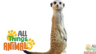 MEERKAT   Animals For Kids  All Things Animal TV [upl. by Nyvar]