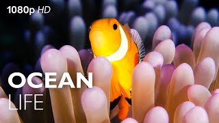 Ocean Life HD  6 Minutes Of HD Sea Creatures [upl. by Frendel]