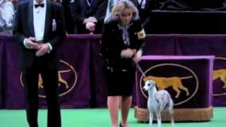 Westminster Dog Show 2010 Whippet Wins Hound Group [upl. by Attena]