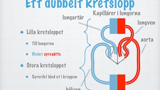 Människans cirkulationssystem Hjärta blodkärl och blodtryck gammal [upl. by Gerrit553]