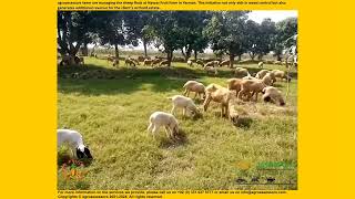 agroassessors team are managing the sheep flock at Nawaz Fruit Farm in Yazman [upl. by Fisoi428]