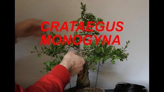 Primeros arreglos a bonsai Crataegus monogyna espino albar majuelo [upl. by Ynna]