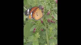 Butterfly Collecting nector from flower of Indian CatmintAnisomelesLottoChokoAdyant nature [upl. by Naillimixam458]