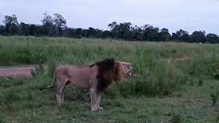 Male lions impressive territorial calls Masai Mara Kenya [upl. by Alyn]