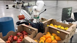 xArm Sorting Peppers Solution at TAIGA ROBOTICS [upl. by Brantley]