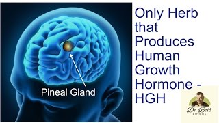 Most Beneficial Herb Known Produces HGH [upl. by Illyes]