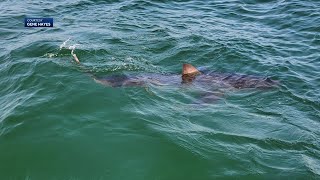 Got my attention Shark sightings force North Shore beach to close [upl. by Sharlene]