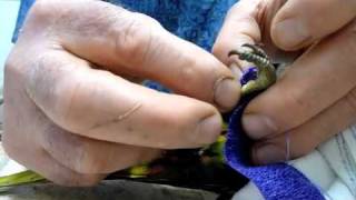 Lorikeet with Clenched Feet 2 140810 Dressing amp Bandage [upl. by Whitson]