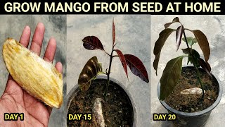 How to grow mango tree from seedaam ko guthali se ugayeआम को गुठली से उगाने का तरीका [upl. by Yenffit]