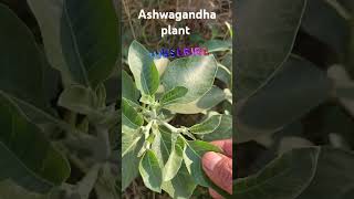 Ashwagandha plantherbal herbalmedicine farming [upl. by Aldon]