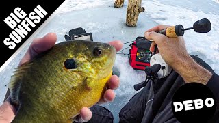 Ice Fishing for Crappie Bluegill and BIG Sunfish Catch and COOK [upl. by Derfniw]