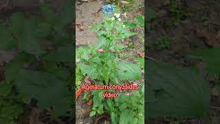 Ageratum conyzoides video🌺 Ageratumconyzoides shorts youtube [upl. by Noira]