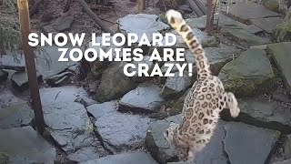 This Is What Snow Leopards Get Up To When Were Not Around To See [upl. by Asiram]