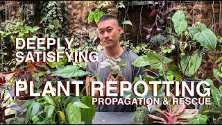 Deeply Satisfying and Educational Plant Care Day  Repotting Rescue and Propagations [upl. by Ellehcrad]