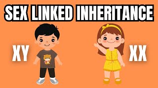 Sex Linked Inheritance Simply Explained [upl. by Marilla154]