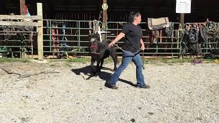 Sold 152 10 yr old Appaloosa mare pony 600 [upl. by Marih]