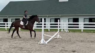 TWIRLER jumping  Adoptable Thoroughbred Gelding  New Vocations [upl. by Sasha226]