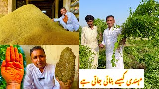 HENNA HARVESTING AND PROCESSING IN FACTORY  Henna Farming In Pakistan  Village Food Secrets [upl. by Adnirim]