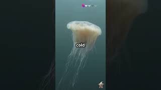 Lions Mane Jellyfish Heyiamdobby trending jellyfish viralvideo oceanlife youtuber [upl. by Arrek]