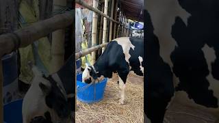 গরু guru cow goru amba hamba cow videos gorur video guru guru goro guru tiktok গরুর ভিডিও goluviral [upl. by Eppesuig]