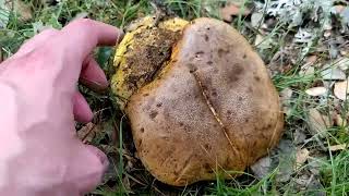 Boletus xanthopus Neoboletus xanthopus antes Boletus erythropus var discolor características [upl. by Hamrnand11]