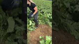 UNE AGRICULTRICE NOUS PARTAGE SON METIER EN VIDEO  agricultrice machinesagricoles farming [upl. by Otrevogir]