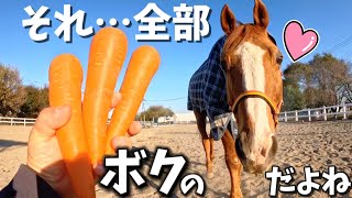 放牧中の引退競走馬に、にんじんを持って近づいた時の反応が可愛すぎました…。【ツルマルボーイ様のシモベ】 [upl. by Aenej]