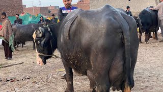 17595kg milk Billo Buffalo on fire  Mahi Group Dood mela Faislabad 2024 [upl. by Isnam]