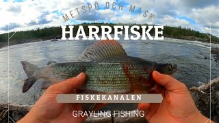 HARRFISKE MED METSPÖ  mycket fisk  fiskekanalen GREYLING FISHING eng sub [upl. by Nagorb]