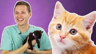 People Hold Kittens For The First Time [upl. by Erich]