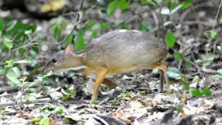 Lesser Chevrotain [upl. by Otsugua]