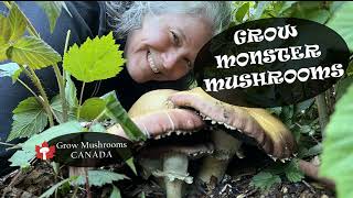 Giant Wine Cap Mushrooms  Are They Edible [upl. by Ibbetson]