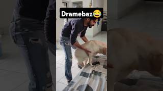 Rubi Ka Drama Pakde Gaya 😂  labra rubi  youtubeshorts shorts labrador doglover funny [upl. by Eilime]