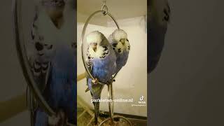 budgiegar parkieten budgielove budgieshorts lovebirds parakeets budgerigars budgies [upl. by Delora530]