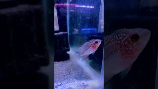 Beautiful Baby FlowerHorn SRD shorts short shortsvideo shortvideo flowerhorn monsterfishdom [upl. by Lalla875]