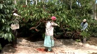 Coffee plantation in South Asia  high value crop in Karnataka [upl. by Laidlaw]