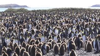 Huge King Penguin rookery on Salisbury Plain  zoom [upl. by Oihsoy]