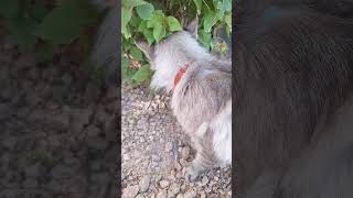 Mufasa finds the bush very interesing mufasa mycat cute pets [upl. by Annunciata553]