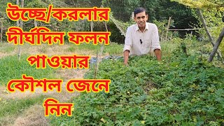 উচ্ছে  করলার ফলন অনেক দিন নিয়ে বেশী লাভ করুন।। karola chas korola chas [upl. by Mcconnell562]