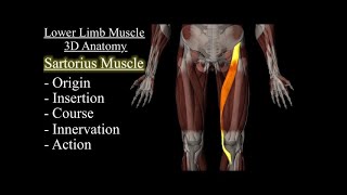 Sartorius Muscle 3D Anatomy Animation Origin Course Insertion Innervation And Action [upl. by Isak]