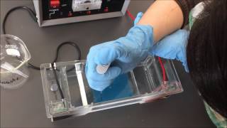 Gel Electrophoresis Lab [upl. by Ahsirpac]