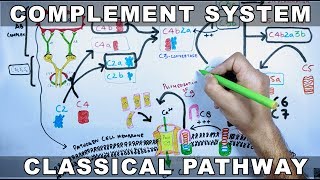 Complement System  Classical Pathway [upl. by Aiyram]