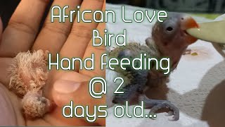 African Love Bird  How to Handfeed 2 days old baby Albs2 [upl. by Athene936]