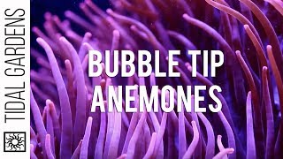 Bubble Tip Anemones [upl. by Oneg]