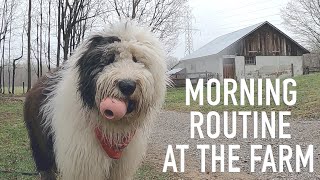 Old English Sheepdogs Morning Routine at the Farm [upl. by Leclair]