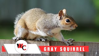 Interesting facts abour Eastern Gray Squirrel squirrel [upl. by Anitsrhc]