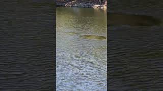 Manatee swimming fast in Miamis Biscayne Bay [upl. by Retnyw111]